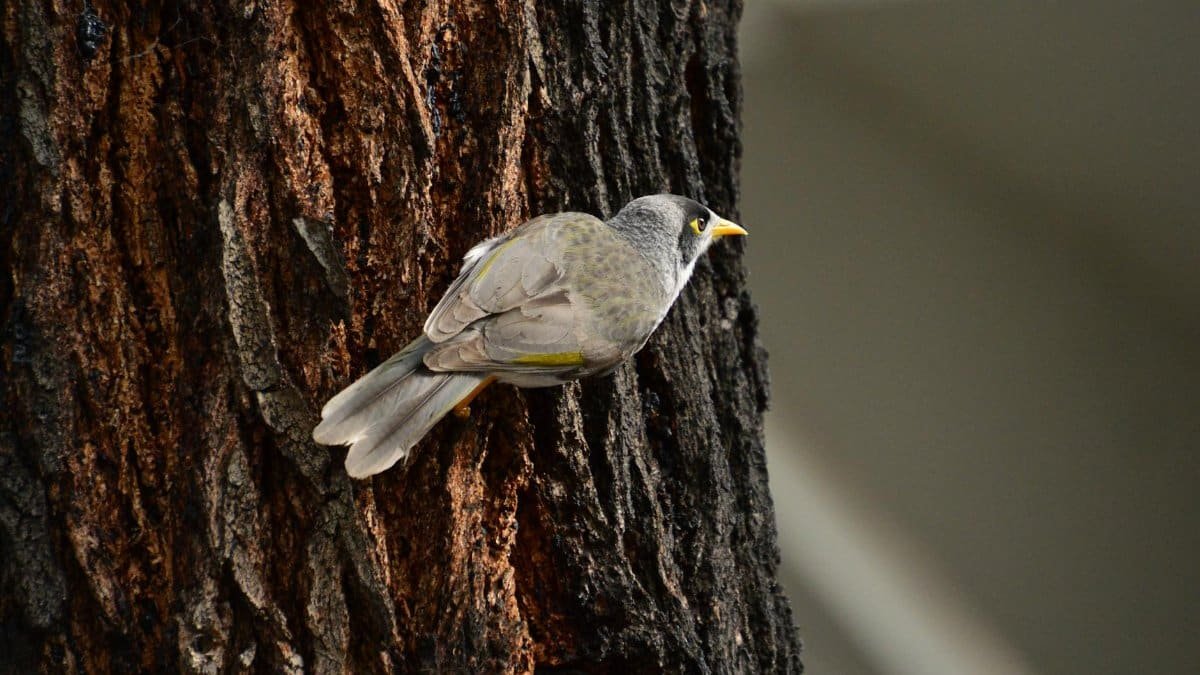 A detailed image of a Noisy Miner bird perched on a tree trunk, showcasing its natural habitat and behavior.