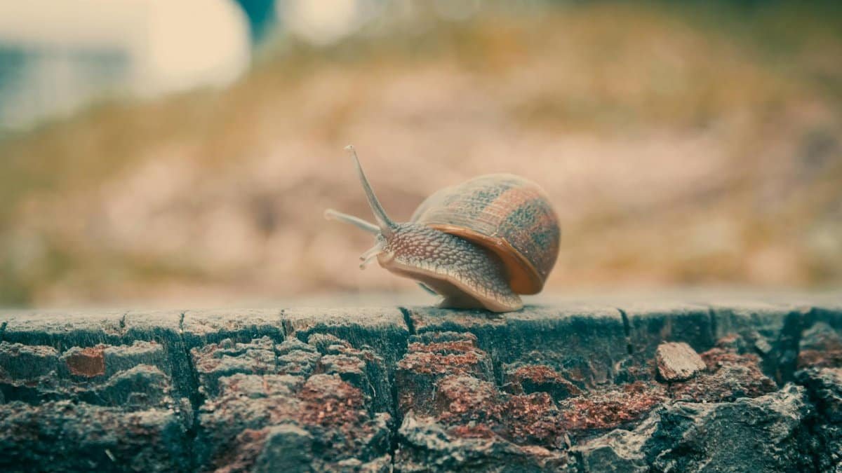 Close-up of a snail with shell on an outdoor wooden surface.