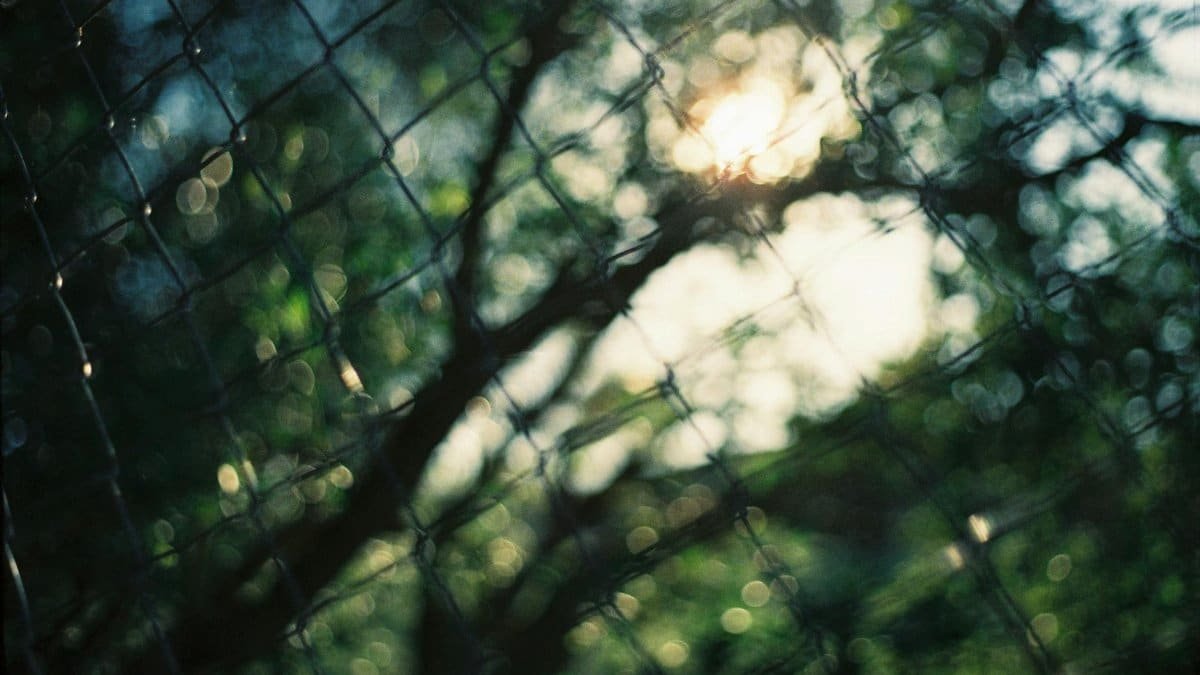 Abstract image featuring a blurred view through a chain link fence with sunlight and green foliage.