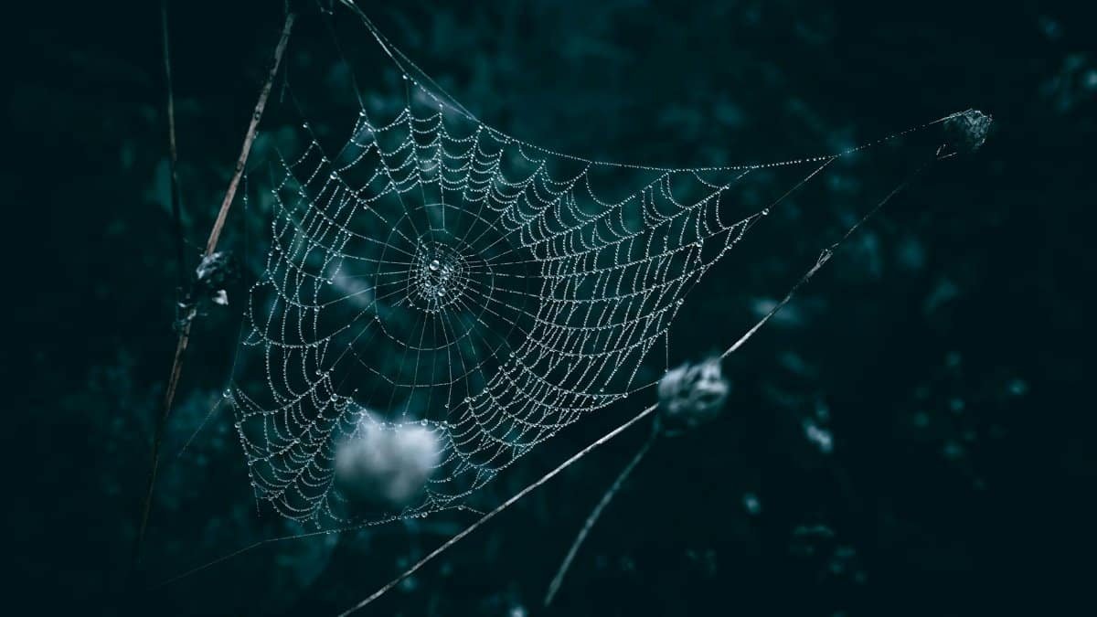 Closeup of a spider web with dew drops in a dark and natural setting.