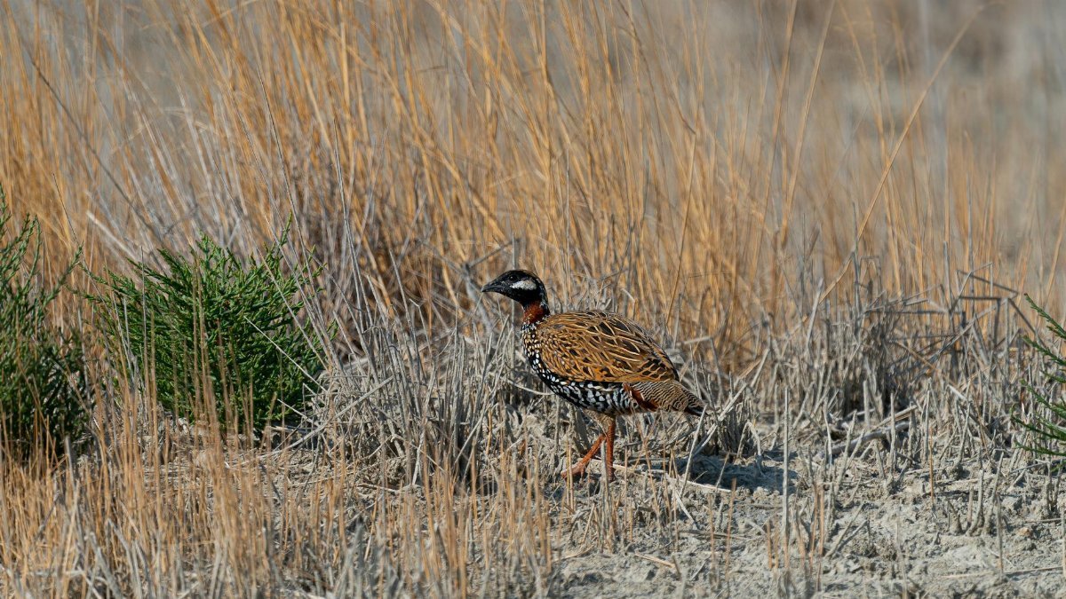 A vibrant francolin bird strolling through a dry grassland, showcasing its colorful plumage.