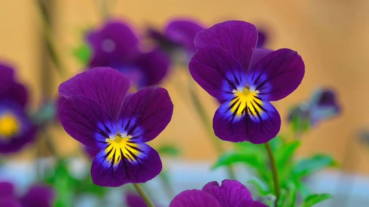 A vivid close-up of beautiful purple viola flowers with striking yellow centers, capturing nature's elegance.