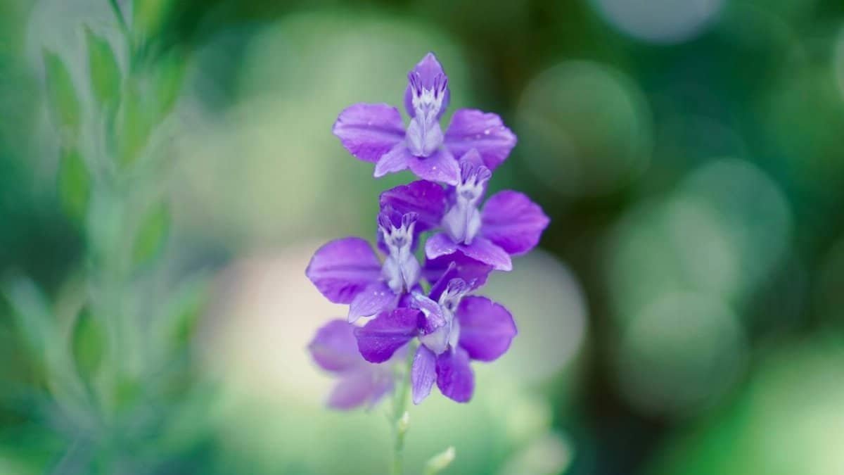 Detailed close-up shot of a vibrant purple Delphinium flower with a blurred green background.