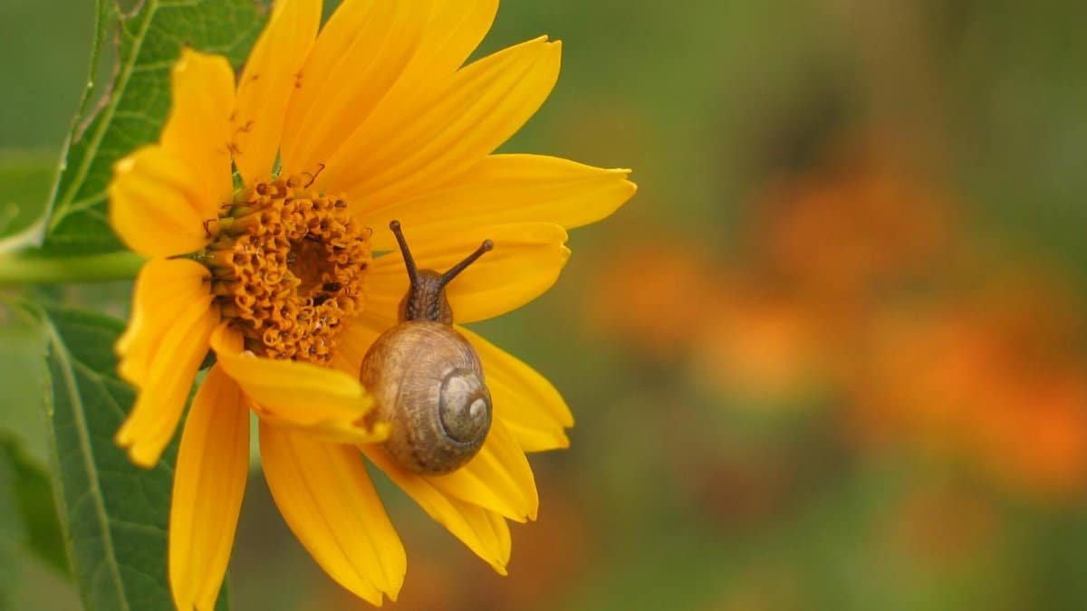 A snail perched on a vibrant yellow sunflower in an Italian garden setting.