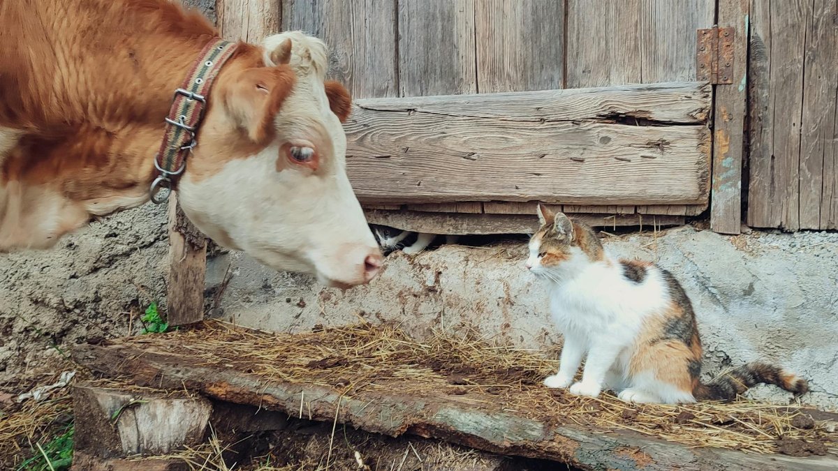 A cow and a cat sharing a quiet moment in a rustic barnyard setting.