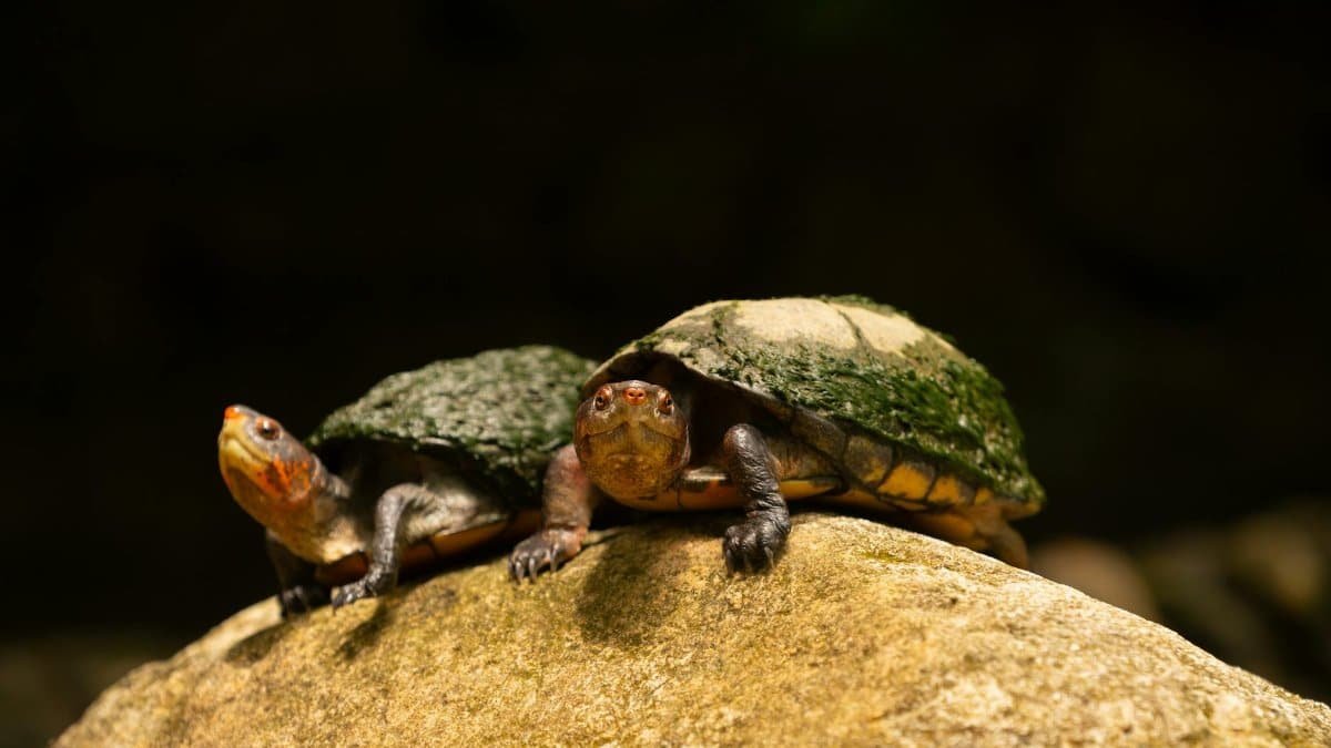Two turtles basking on a rock in natural sunlight, displaying wildlife behavior.