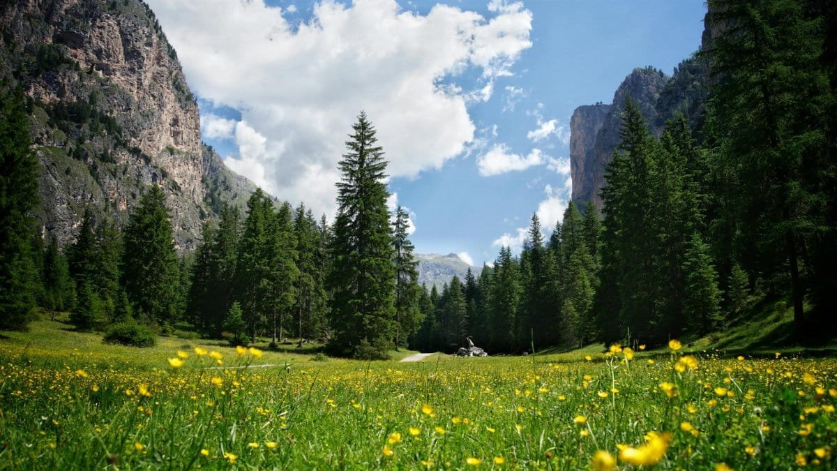 Vibrant alpine meadow under a bright blue sky with towering mountains in the background.