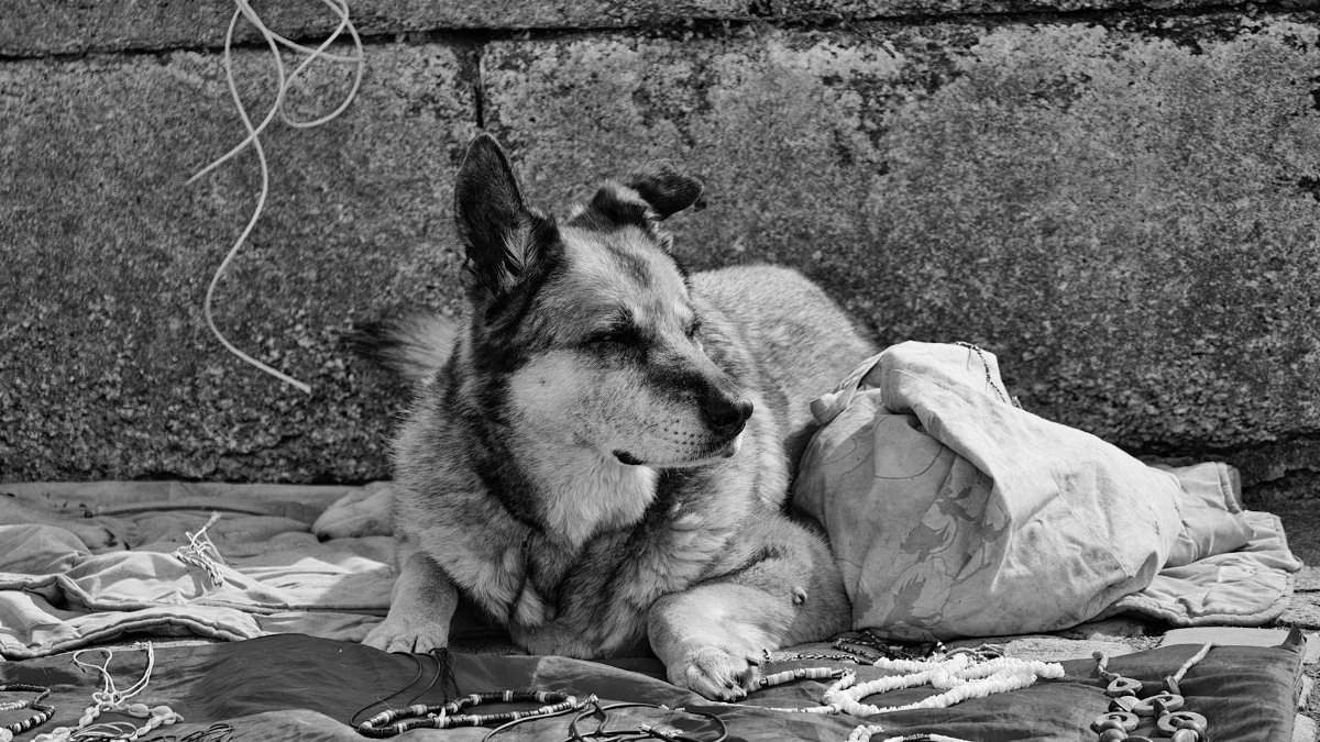 A black and white photo capturing a dog resting on a blanket surrounded by decorative items.