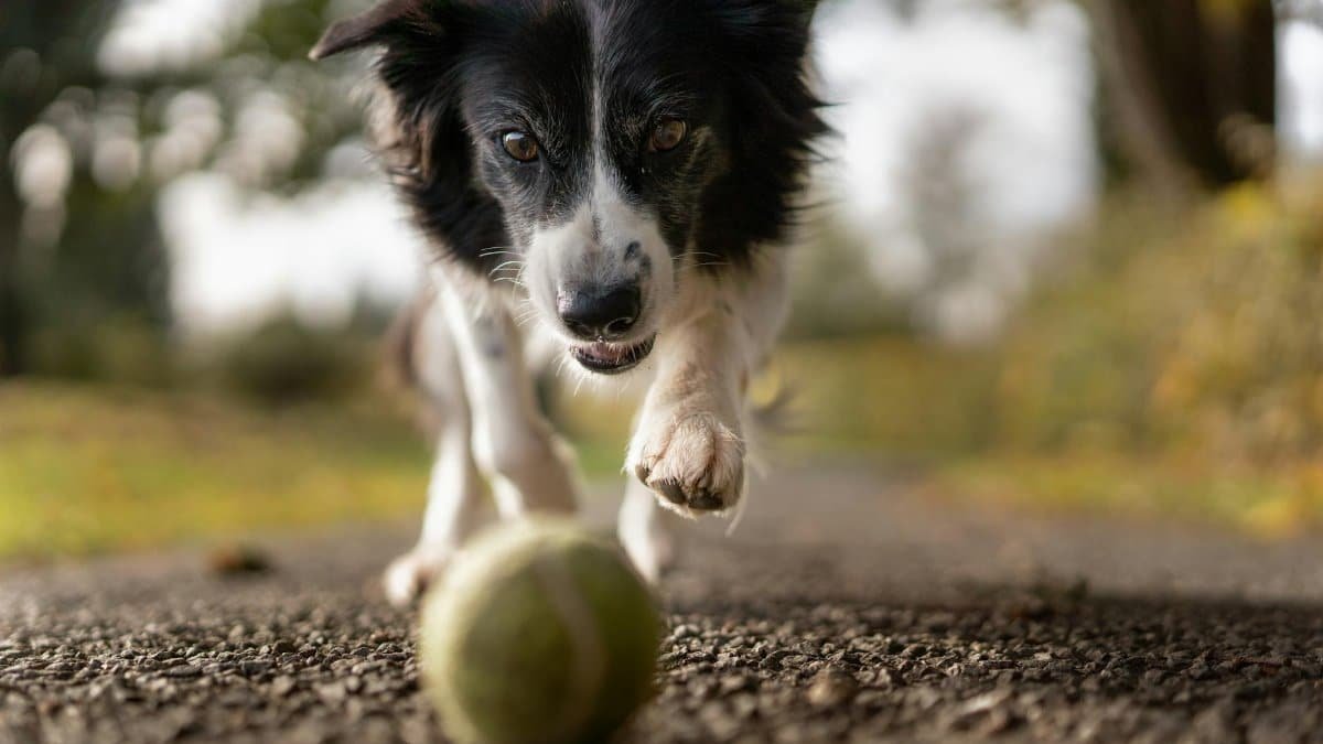 A lively Border Collie in motion chasing a tennis ball on a gravel path, surrounded by nature.