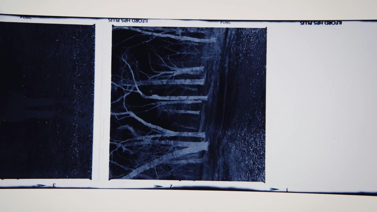 Abstract film negative featuring bare trees in a forest. Moody, dark, and artistic vibe.