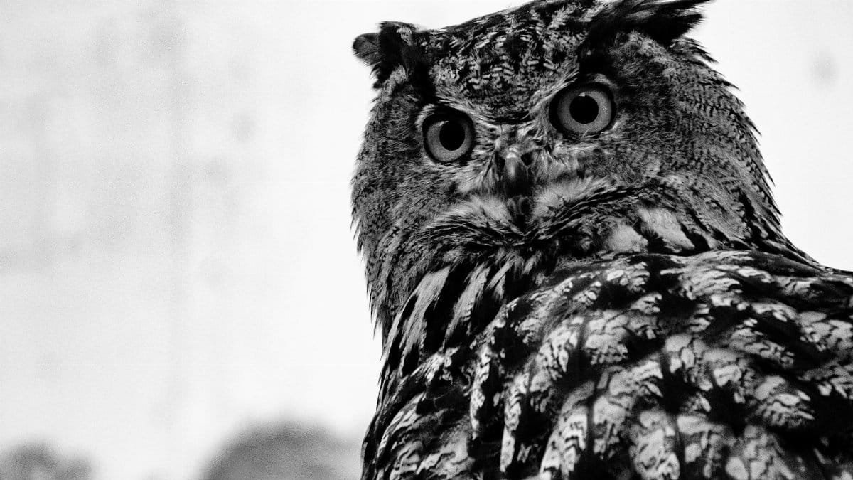 Close-up black and white portrait of a majestic owl, capturing its intense gaze and detailed feathers.