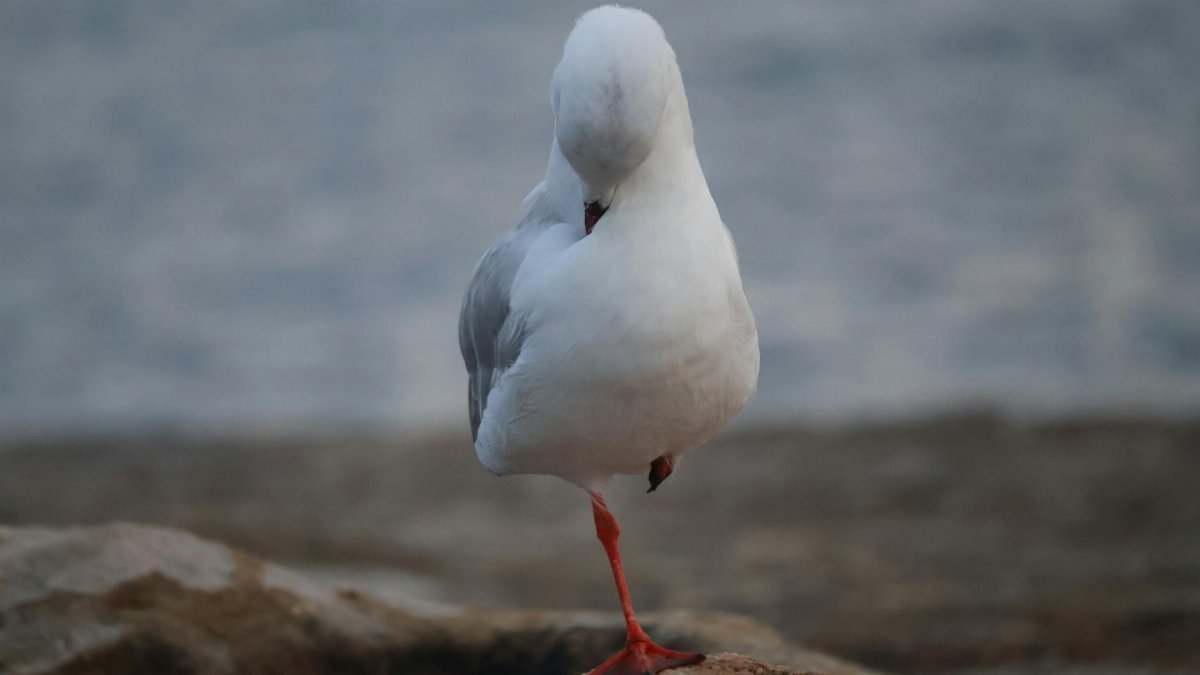 Elegant seagull balancing on one leg on coastal rocks at Coogee Beach, Australia.
