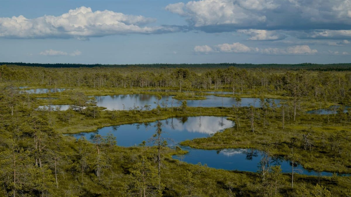 Scenic aerial view of a remote wetland with reflective ponds and lush greenery under a cloudy sky.