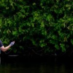 Man fly fishing in a tranquil river surrounded by lush greenery.