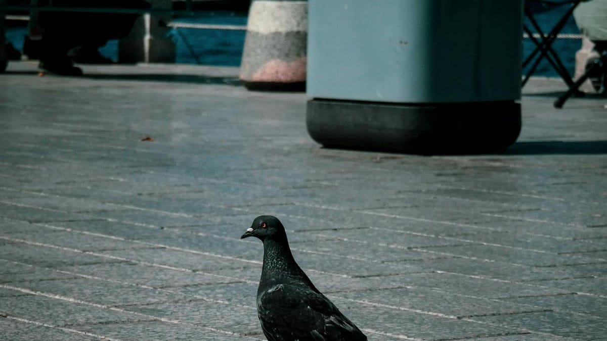 Elegant pigeon walking on a city pavement by the waterfront, capturing urban wildlife.