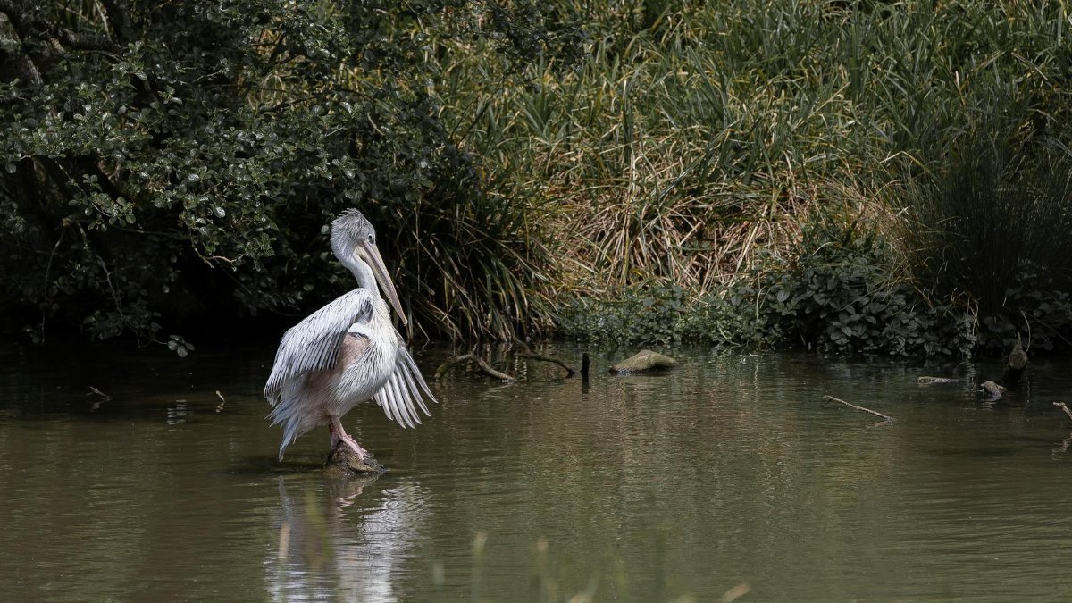 A tranquil scene of a lone pelican wading in a lush marsh environment, reflecting nature's serenity.