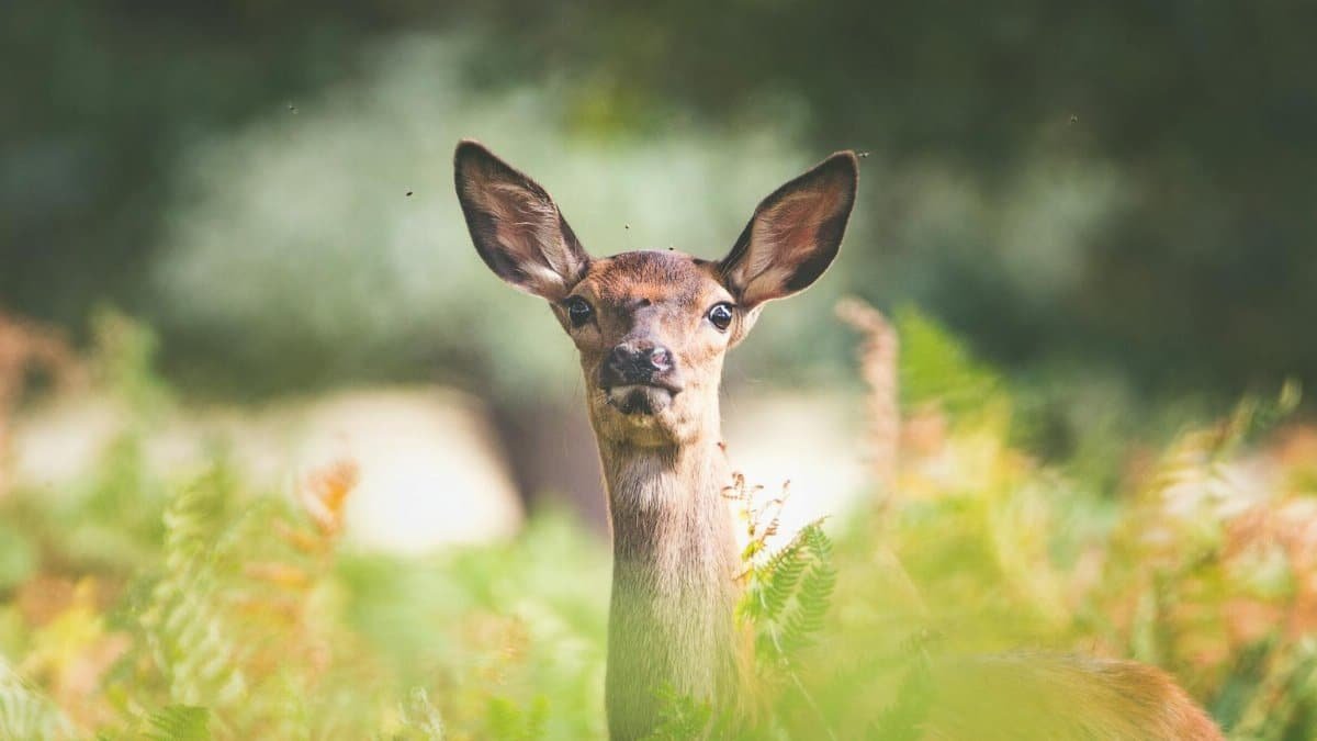 A deer standing amidst lush green foliage, looking directly at the camera.