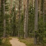 Tranquil woodland path surrounded by towering pine trees, ideal for forest bathing.