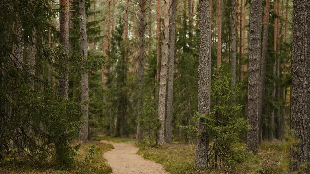 Tranquil woodland path surrounded by towering pine trees, ideal for forest bathing.