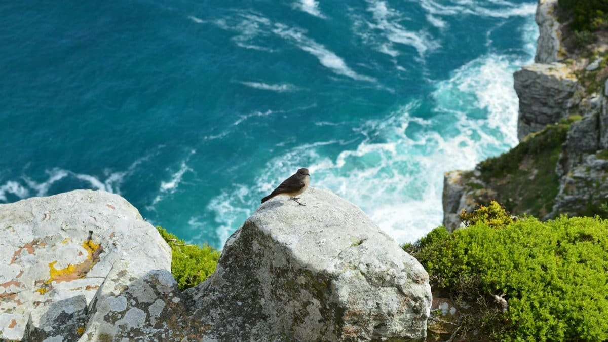 A small bird perched on a cliff edge overlooking the ocean in Cape Town, South Africa.