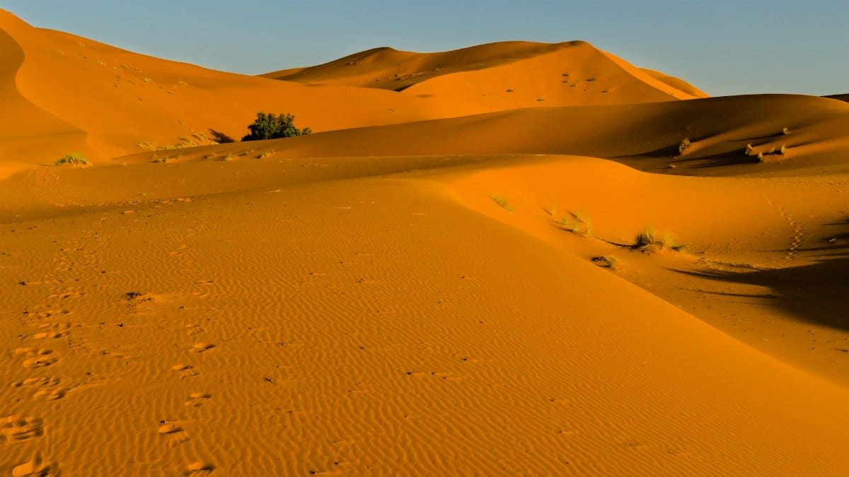 Vibrant orange sand dunes in the Sahara Desert illuminated by golden hour light.