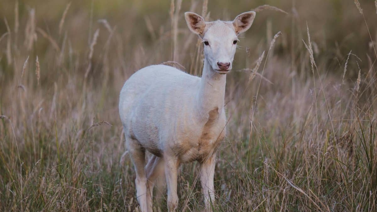 A rare albino fawn standing in a grassy field in Garešnica, Croatia, captured in wildlife photography.