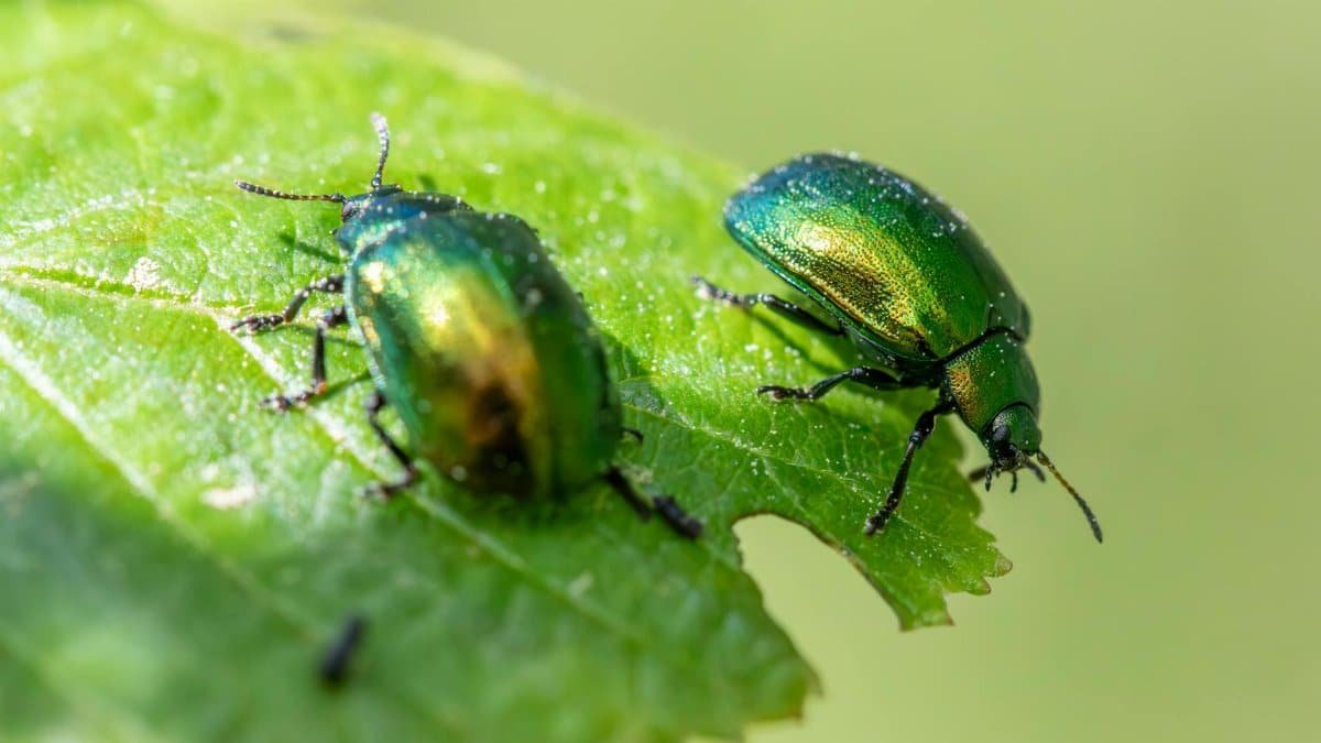 Macro shot of iridescent green leaf beetles on a leaf, highlighting their metallic sheen and natural habitat.