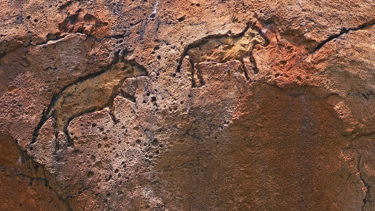 Detailed view of prehistoric rock carvings depicting animals on a rugged surface.
