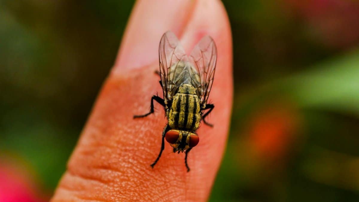 Detailed macro shot of a common housefly on a human finger in outdoor setting.