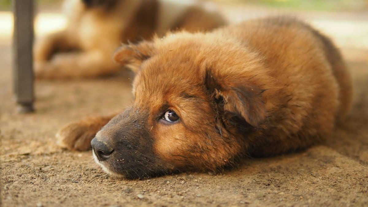 Close-up of a cute puppy resting on the ground outdoors, showcasing its fluffy fur and expressive eyes.