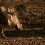 A wild boar roams in its natural habitat, captured in warm evening light, highlighting wildlife behavior.