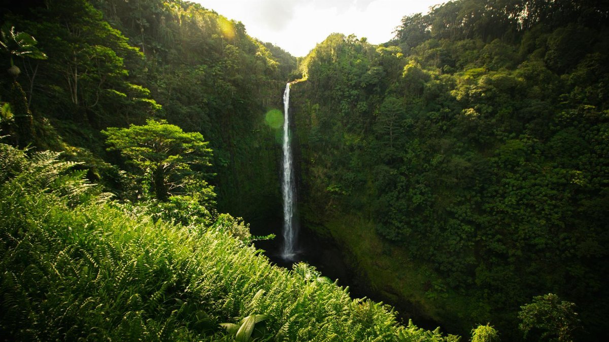 Lush greenery surrounds the stunning Akaka Falls in Hawaii, capturing the beauty of nature.