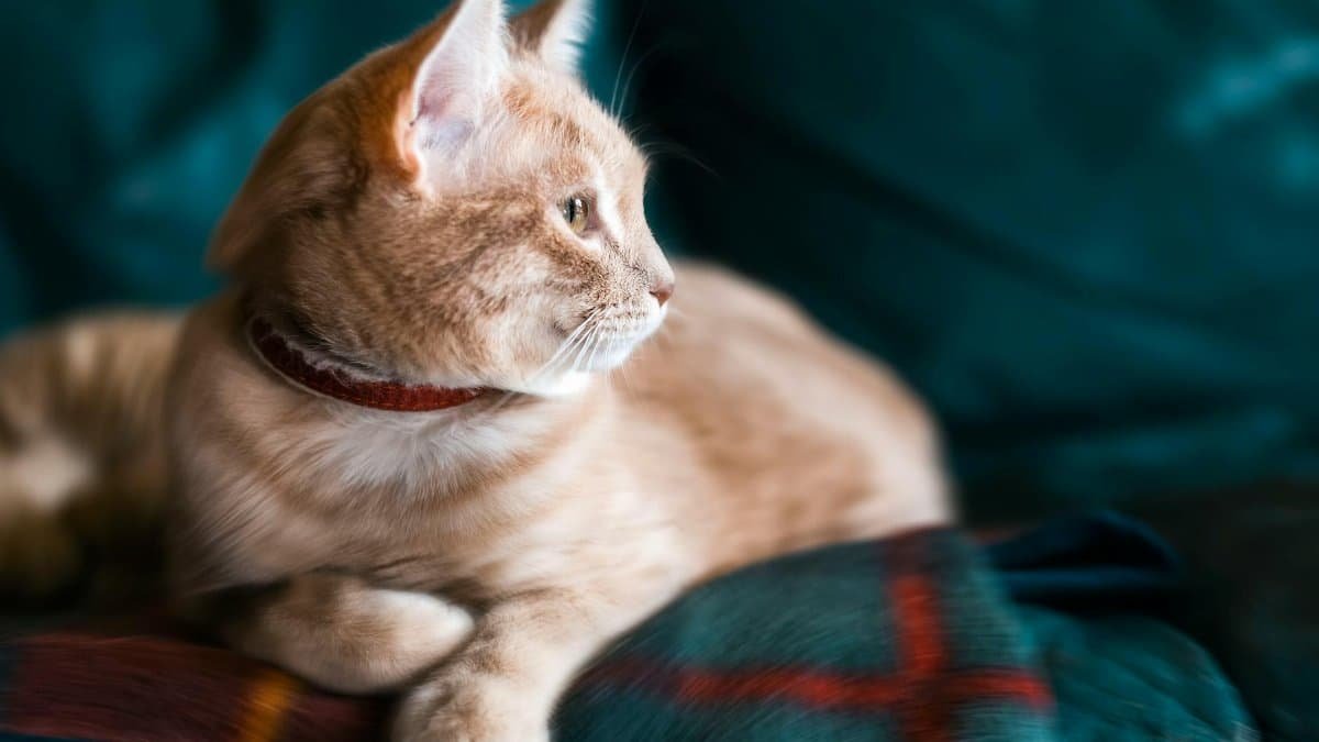 Close-up of a cute tabby cat lying on a colorful blanket with soft lighting indoors.