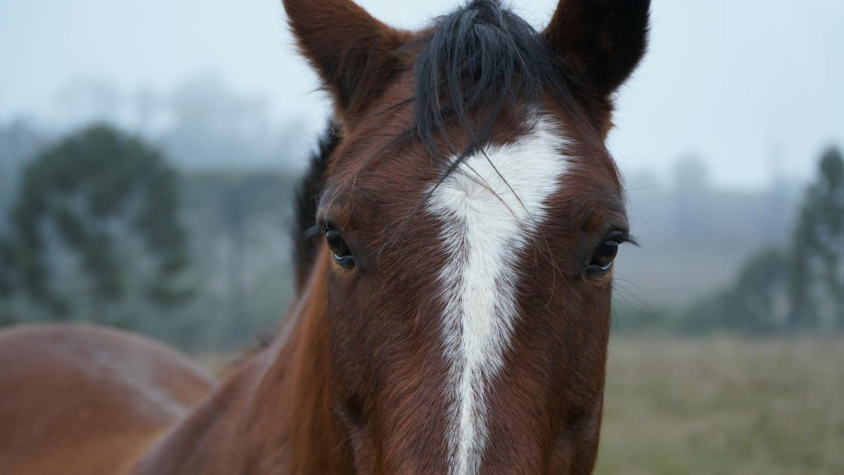 A detailed close-up portrait of a brown horse with a white blaze in a foggy field, capturing the animal's gentle gaze.