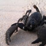 Detailed close-up of a scorpion crawling on white sand, showcasing its claws and arachnid features.