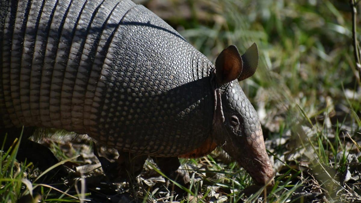 A close-up image of an armadillo foraging in a sunlit garden, showcasing its textured armor and natural surroundings.