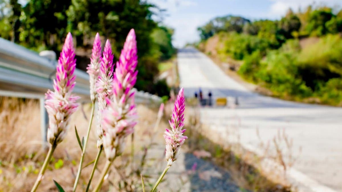 Picturesque scenery of blooming aromatic pink Celosia Flamingo plant growing near metal barrier against asphalt road and green trees in countryside in sunny day