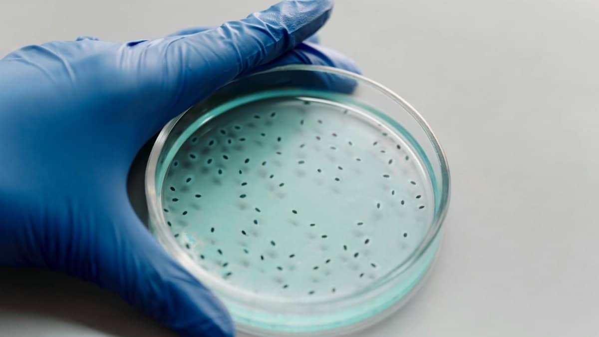 Gloved hand holding a petri dish containing bacterial colonies for scientific research.