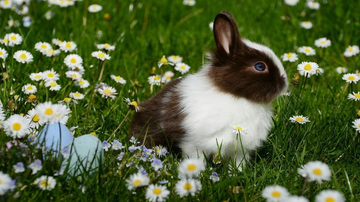 Adorable brown and white bunny sitting among daisies with Easter eggs on a spring day.