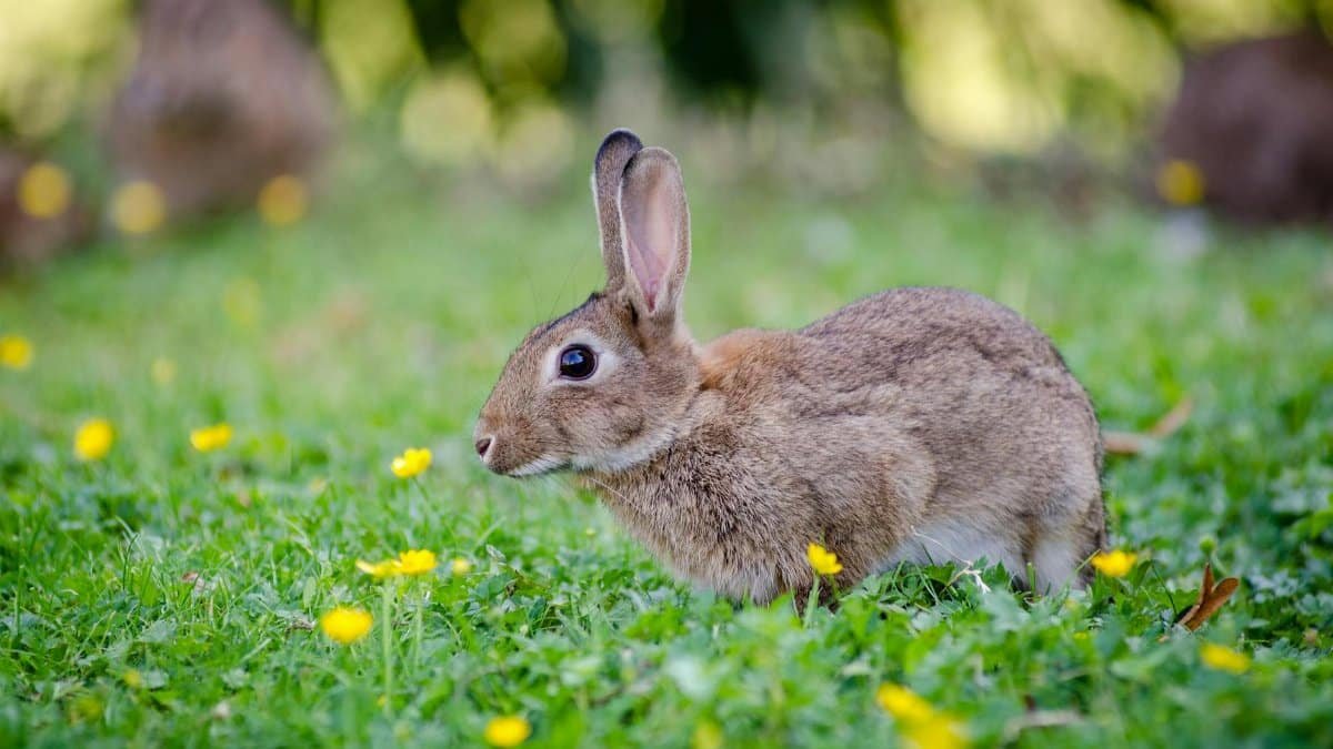 A cute rabbit in a grassy field with yellow flowers, ideal for nature and animal enthusiasts.