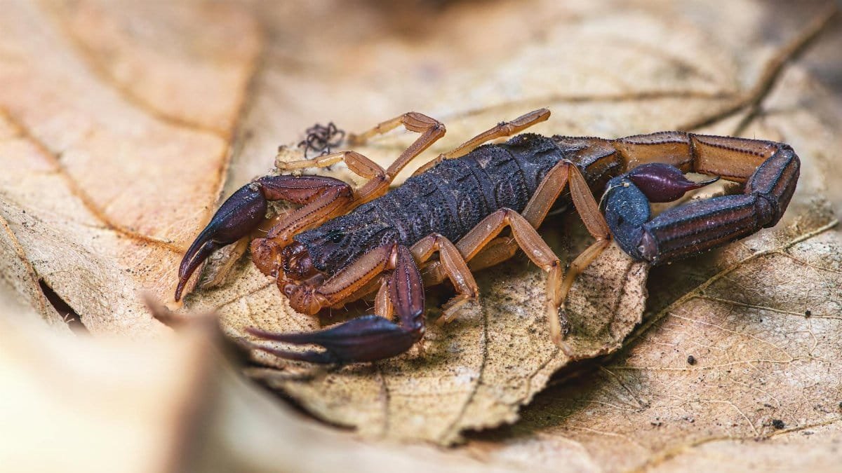 Close-up view of a brown bark scorpion (Centruroides gracilis) resting on a leaf.
