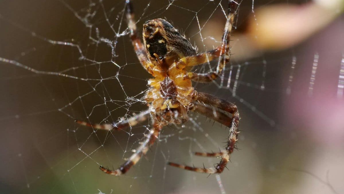 Detailed macro photograph of an orb-weaver spider resting in its intricate web, showcasing nature.