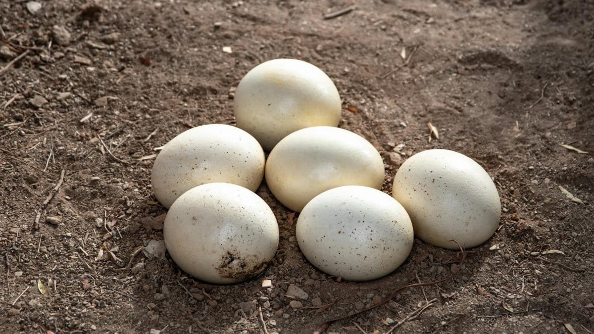 Cluster of ostrich eggs resting on bare soil, captured in natural daylight.