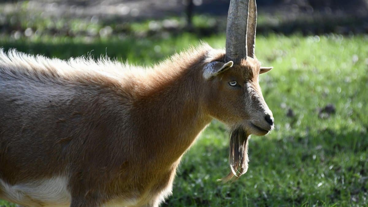 A goat with impressive horns stands in a sunlit green pasture, showcasing its regal presence.