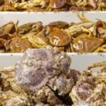 A selection of fresh crabs including stone crabs, displayed in a seafood market setting.