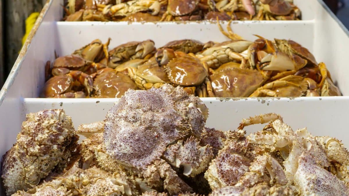 A selection of fresh crabs including stone crabs, displayed in a seafood market setting.