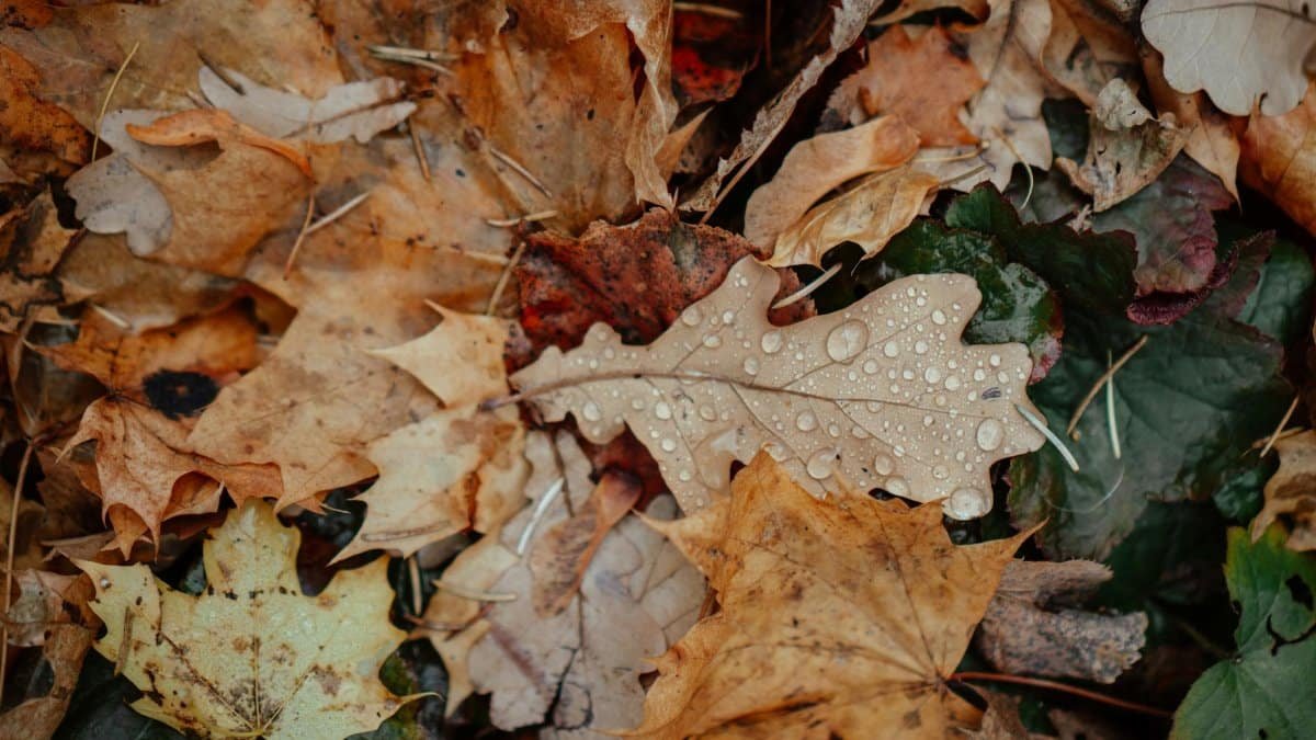 Close-up of fallen autumn leaves with dew droplets, showcasing rich textures and fall colors.