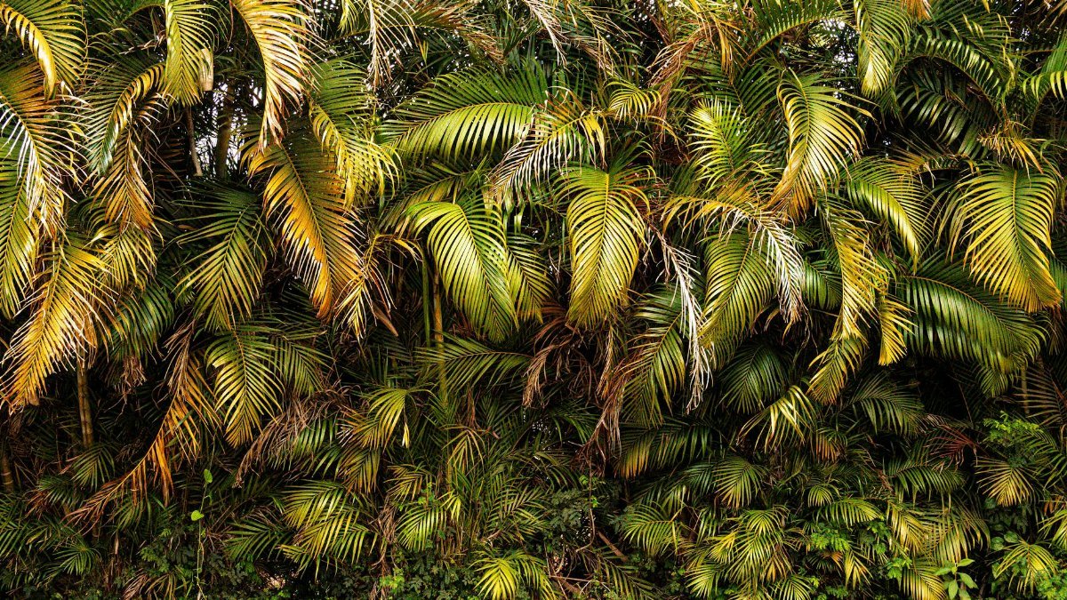 Vibrant tropical palm trees creating a natural dense green backdrop in Atibaia, Brazil.