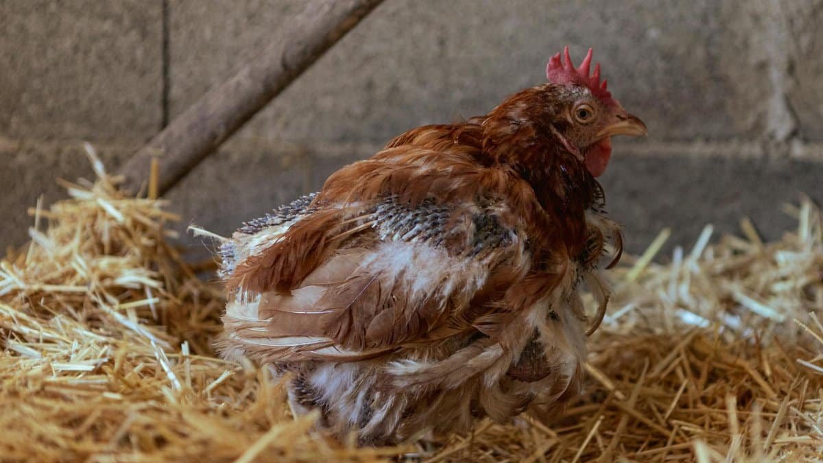 A close-up of a chicken sitting on hay in a barn, showcasing rural farm life.