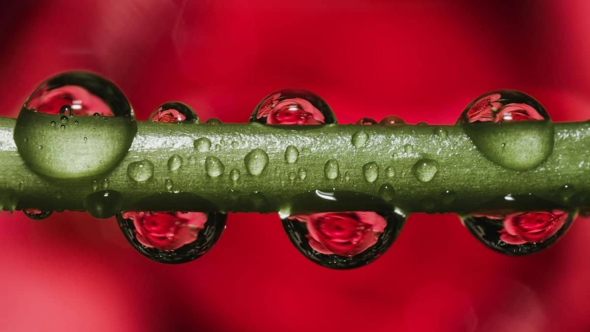 Close-up macro photograph of dewdrops on a vibrant green stem reflecting a red background.